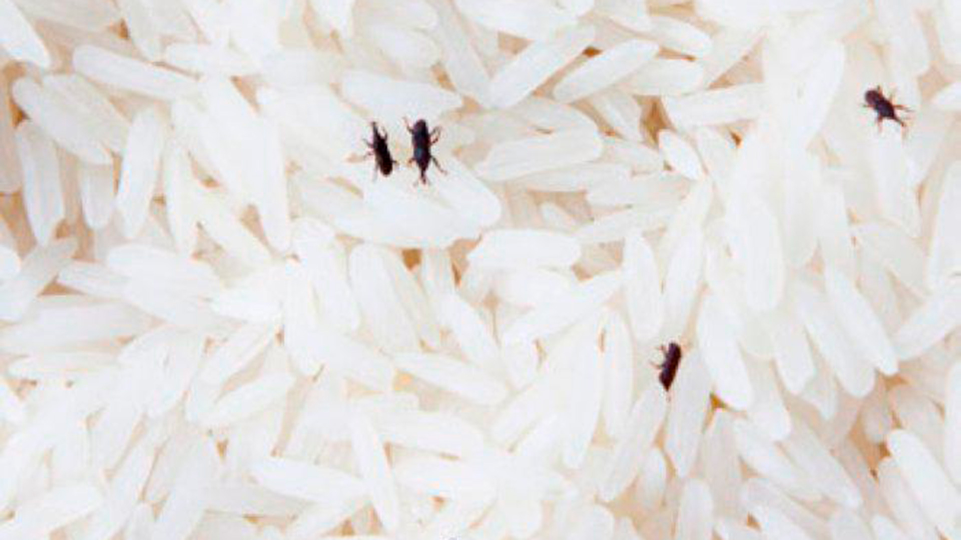 gorgojo del arroz